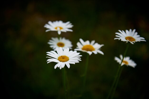 Petali svelati La poesia dei fiori che sbocciano