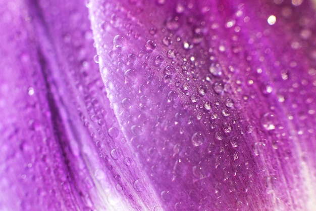 petalo di fiore con macro di gocce d'acqua. tulipano