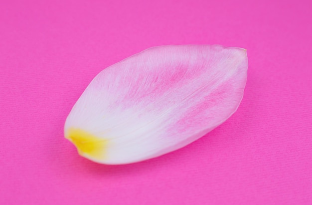 Petalo di un fiore di tulipano rosa sullo sfondo rosa. Minimalismo, bella carta da parati naturale. Concetto di invecchiamento umano. Cosmetici ecologici naturali. Diversi cambiamenti nella vita di una persona. Copia spazio, primo piano.