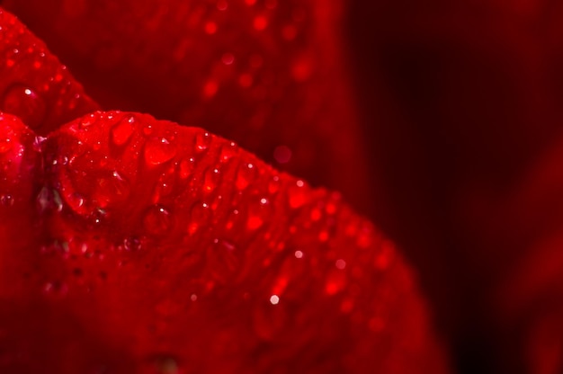 Petalo rosso di tulipano in macro con gocce d'acqua Fiori dopo la pioggia Sfondo rosso con texture di petalo