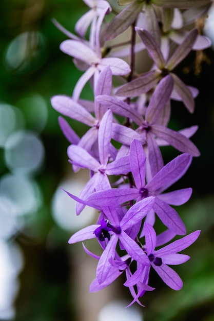 Petrea volubilis L., fiore di Petrea su sfondo verde