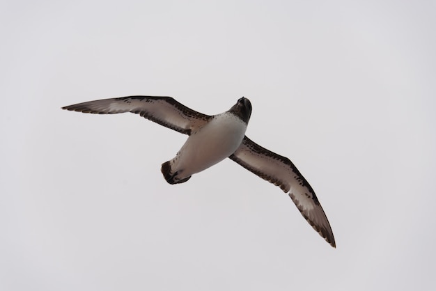 Petrel antartico (Thalassoica antartide)