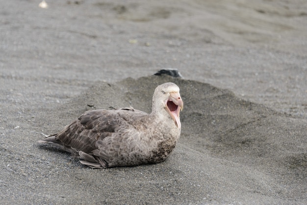 Petrel gigante