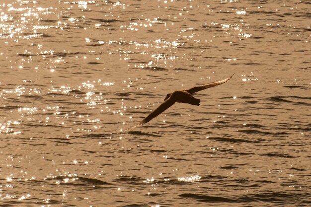 Petrello gigante in volo Penisola Valdes Patagonia Argentina