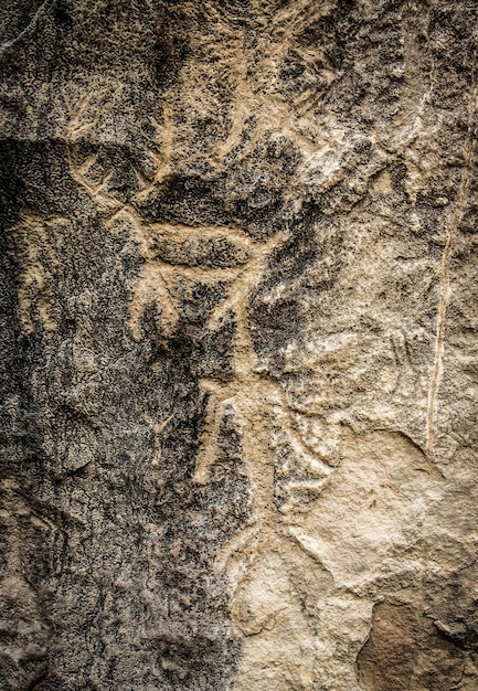 Petroglifi rupestri preistorici di persone cervi e ornamenti nell'esposizione gobustan di petrogly