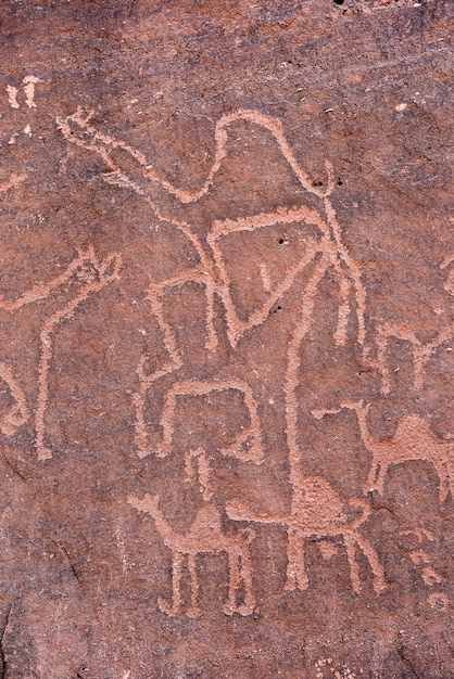 Petroglifi su parete di pietra Arte rupestre che raffigura una carovana di cammelli del periodo nabateo Wadi Rum Giordania