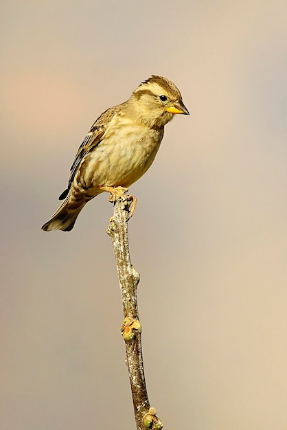 Petronia petronia - Il passero urlatore è una specie di passeriforme della famiglia Passeridae.