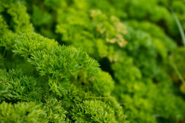 Petroselinum crispum - Prezzemolo riccio fresco sul terreno close-up in giardino