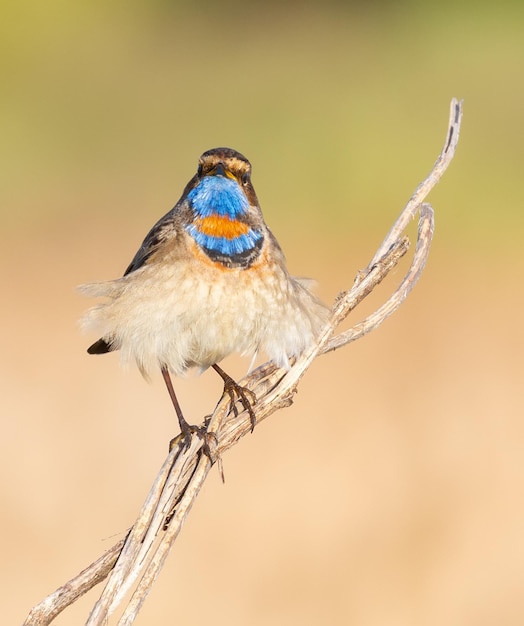 Pettazzurro Luscinia svecica L'uccello è seduto su un gambo di canna guardando direttamente nell'obiettivo Le piume dal basso si gonfiavano al vento come una gonna