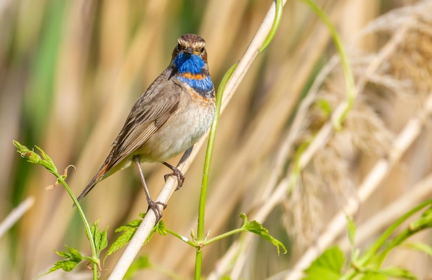 Pettazzurro Luscinia svecica L'uccello si siede su un gambo di canna guardando direttamente nell'obiettivo