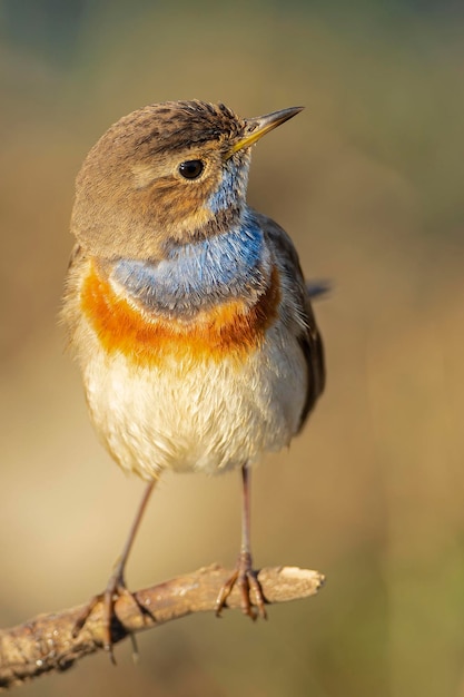 Pettazzurro Luscinia svecica Malaga Spagna