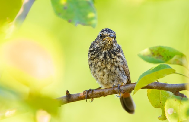 Pettazzurro Luscinia svecica Pulcino seduto su un ramo