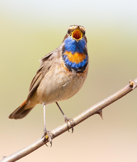 Pettazzurro Luscinia svecica Uccello canoro seduto su un ramo