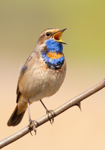 Pettazzurro Luscinia svecica Uccello canoro seduto su un ramo