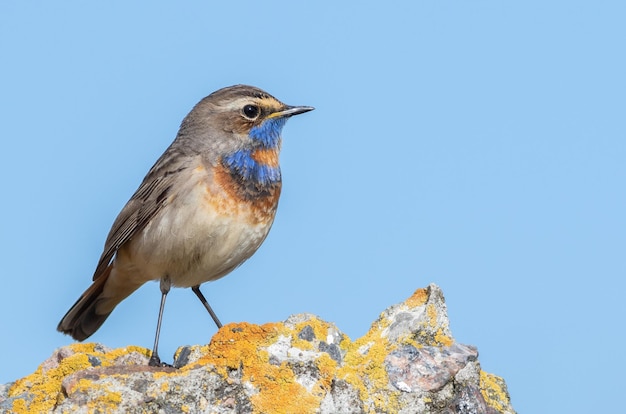 Pettazzurro Luscinia svecica Un maschio seduto su una roccia contro il cielo