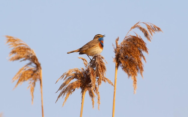 Pettazzurro Luscinia svecica Un uccello di prima mattina canta seduto su una canna
