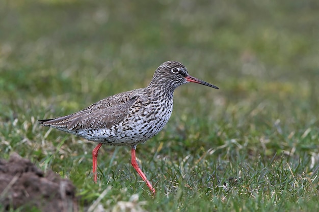 Pettegola comune Tringa totanus