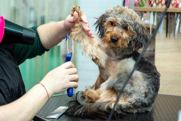 Pettinare i capelli con una spazzola e asciugare multipu in un salone di toelettatura