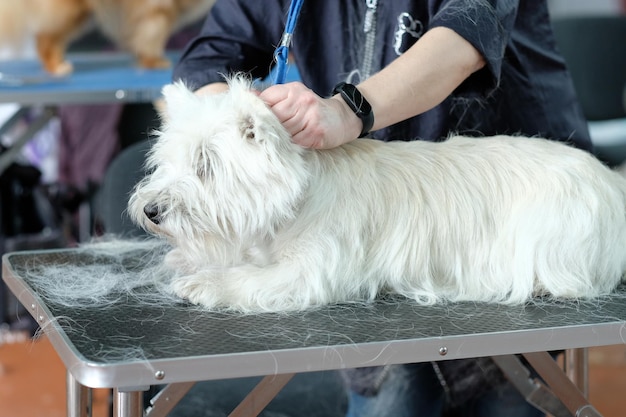 Pettinare il sottopelo di un cane West Highland White Terrier che giace sul tavolo