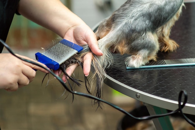 Pettinare la lana di uno Yorkshire terrier in un primo piano del salone di toelettatura