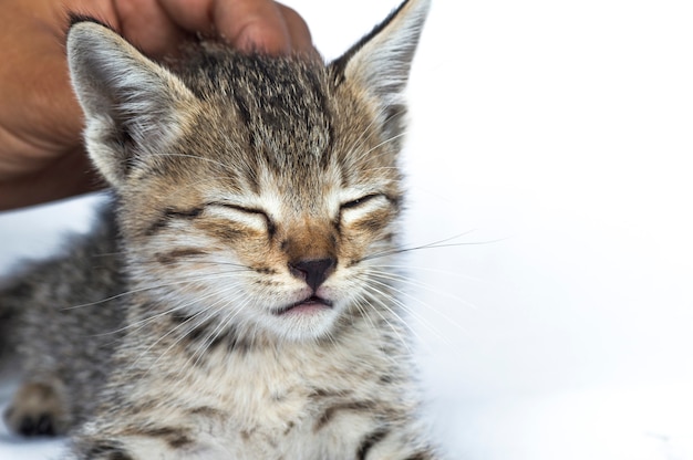 Petting a mano un simpatico gattino