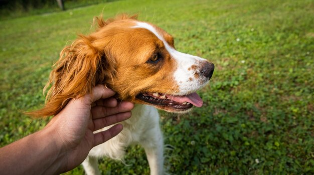 Petting Brittany Spaniel cane fuori