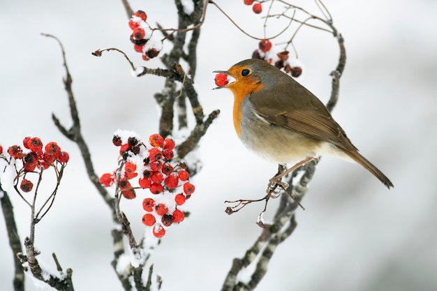 Pettirosso europeo che mangia bacche rosse in un bosco di querce sotto una forte nevicata in una fredda giornata di gennaio