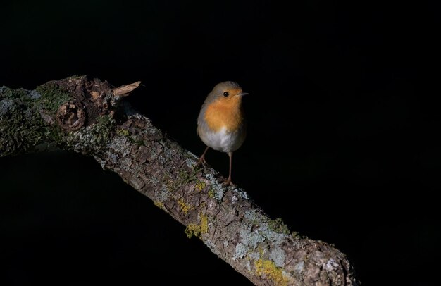 Pettirosso europeo Erithacus rubecula su sfondo nero