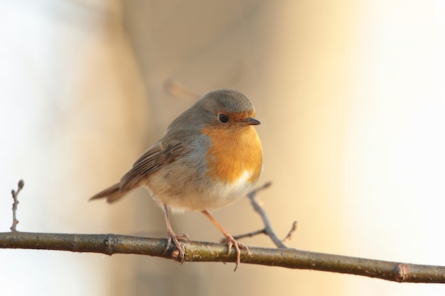 Pettirosso europeo (Erithacus rubecula) su un ramoscello