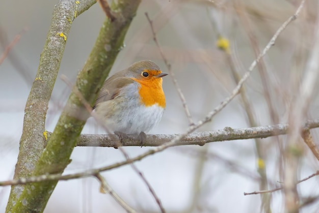 Pettirosso europeo Erithacus rubecula Un uccello si siede su un ramo di un albero nella foresta