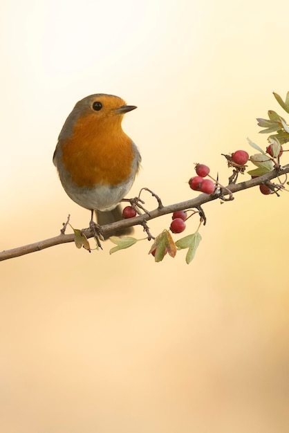 Pettirosso europeo in un punto d'acqua naturale in una foresta mediterranea alla prima luce in una giornata autunnale