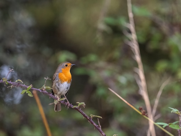 Pettirosso europeo nel loro ambiente naturale.