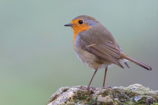 Pettirosso europeo, pettirosso o pettirosso (Erithacus rubecula) Malaga, Spagna