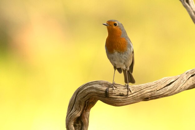 Pettirosso europeo su un ramo all'interno di una foresta mediterranea in autunno con le prime luci