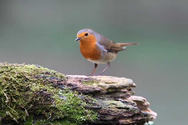 Pettirosso europeo, uccelli canori, uccelli, passeriforme, Erithacus rubecula