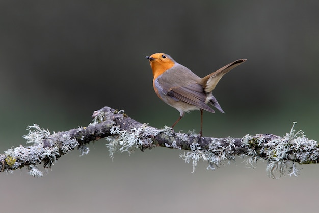 Pettirosso europeo, uccelli canori, uccelli, passeriforme, Erithacus rubecula