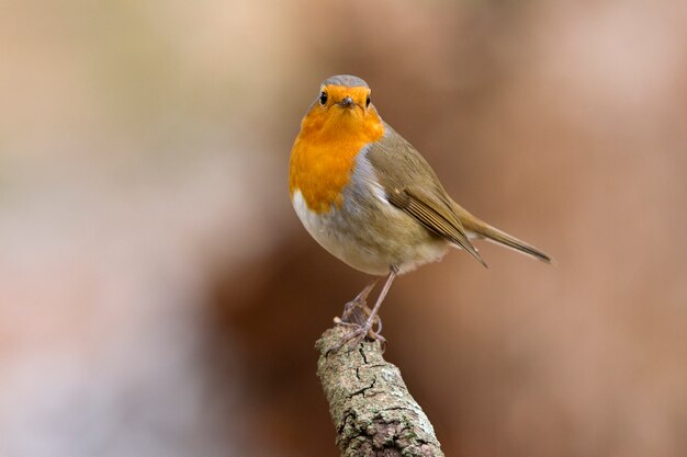 Pettirosso europeo, uccelli canori, uccelli, passeriforme, Erithacus rubecula