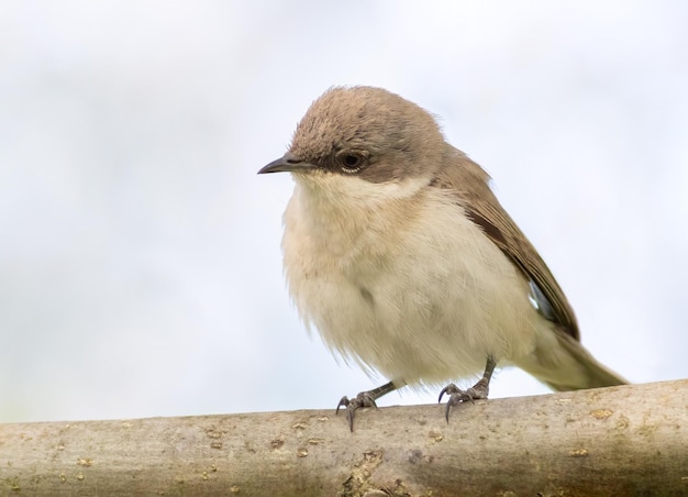 Pettirosso Sylvia curruca Un uccello si siede su un ramo di un albero