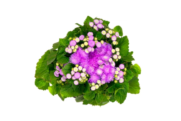 Petunia ageratum in un vaso di fiori su sfondo bianco vista dall'alto