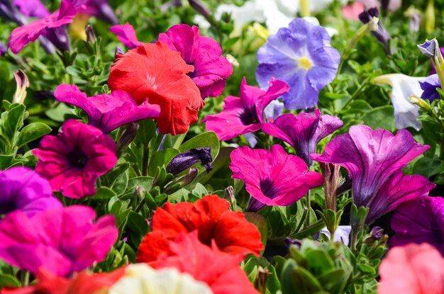 Petunia comune Petunia hybrida Vilm nel mercato dei fiori