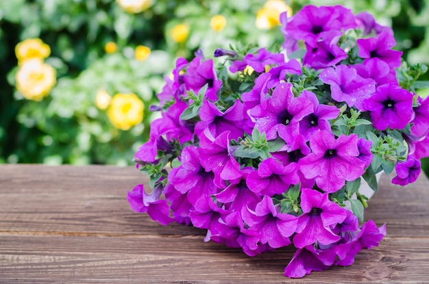 Petunia di fioritura rosa in vaso sulla tavola di legno