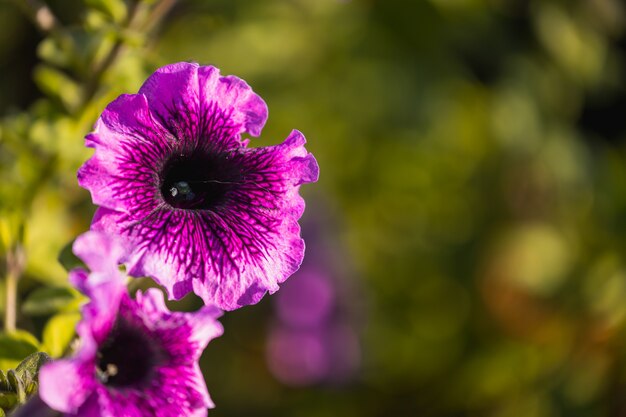 Petunia fiori sbocciano, petunia fiore, fiori di petunia in giardino