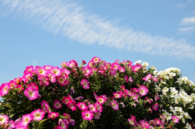 Petunia ibrida comune