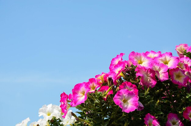 Petunia ibrida comune