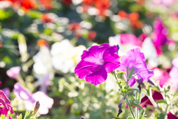 Petunia in giardino con sfondo sfocato.