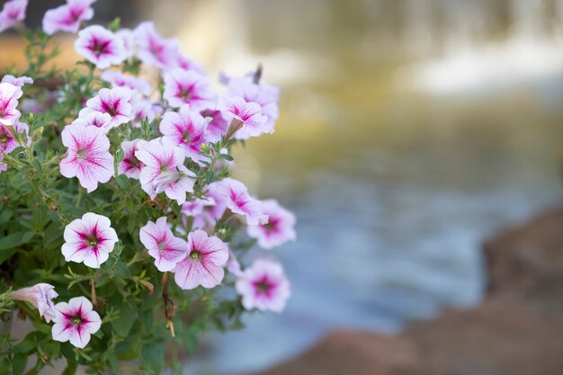 Petunia in giardino con sfondo sfocato.