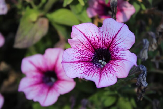 Petunia o atkinsiana Fiori del gruppo Surfinia in giardino