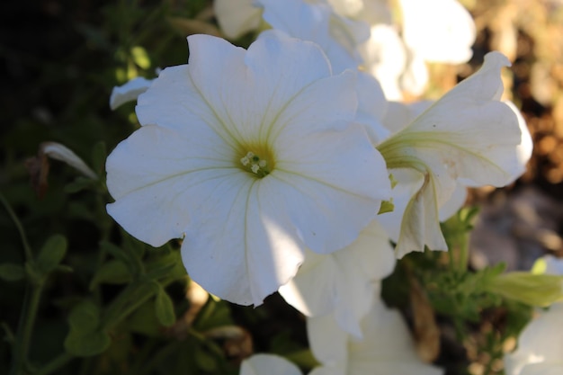 Petunia o atkinsiana Fiori del gruppo Surfinia in giardino