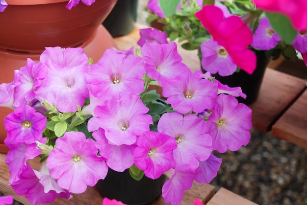 Petunia Petunie nel vassoioPetunia nel piatto