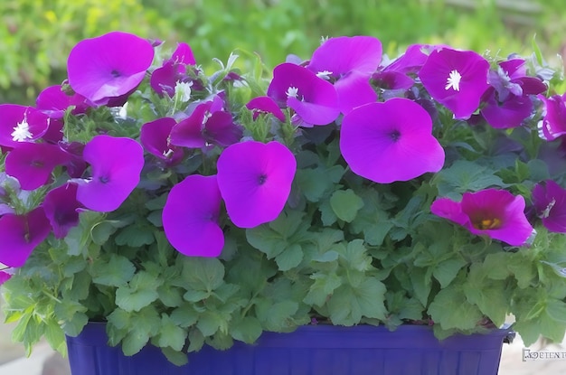 Petunia Petunie nel vassoioPetunia nel vaso Petunia viola